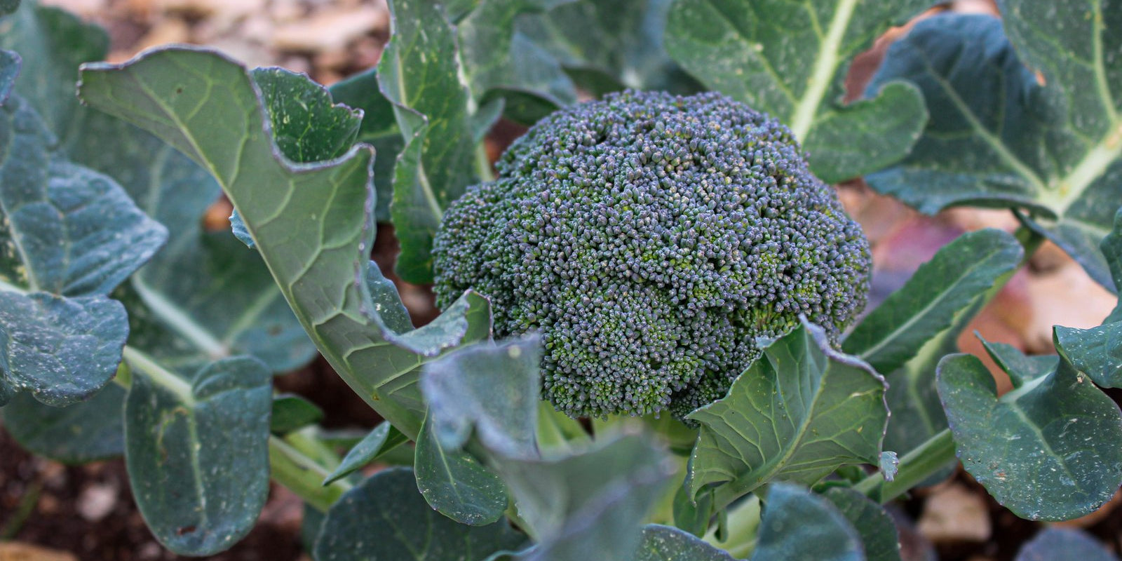 How to Grow Broccoli in Australia