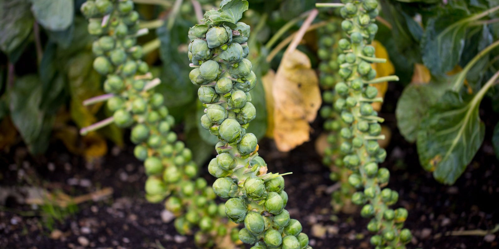 How to Grow Brussels Sprouts in Australia