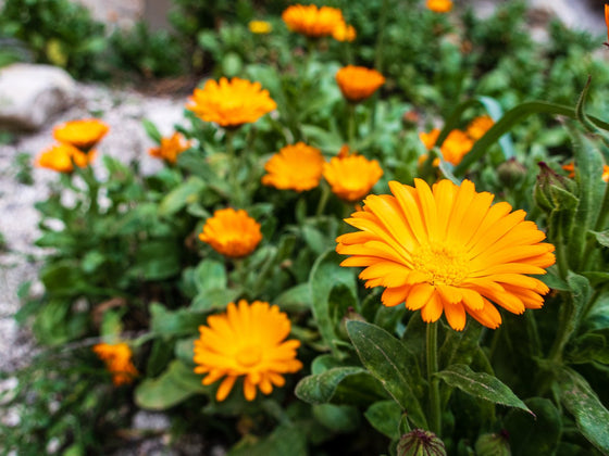 Calendula