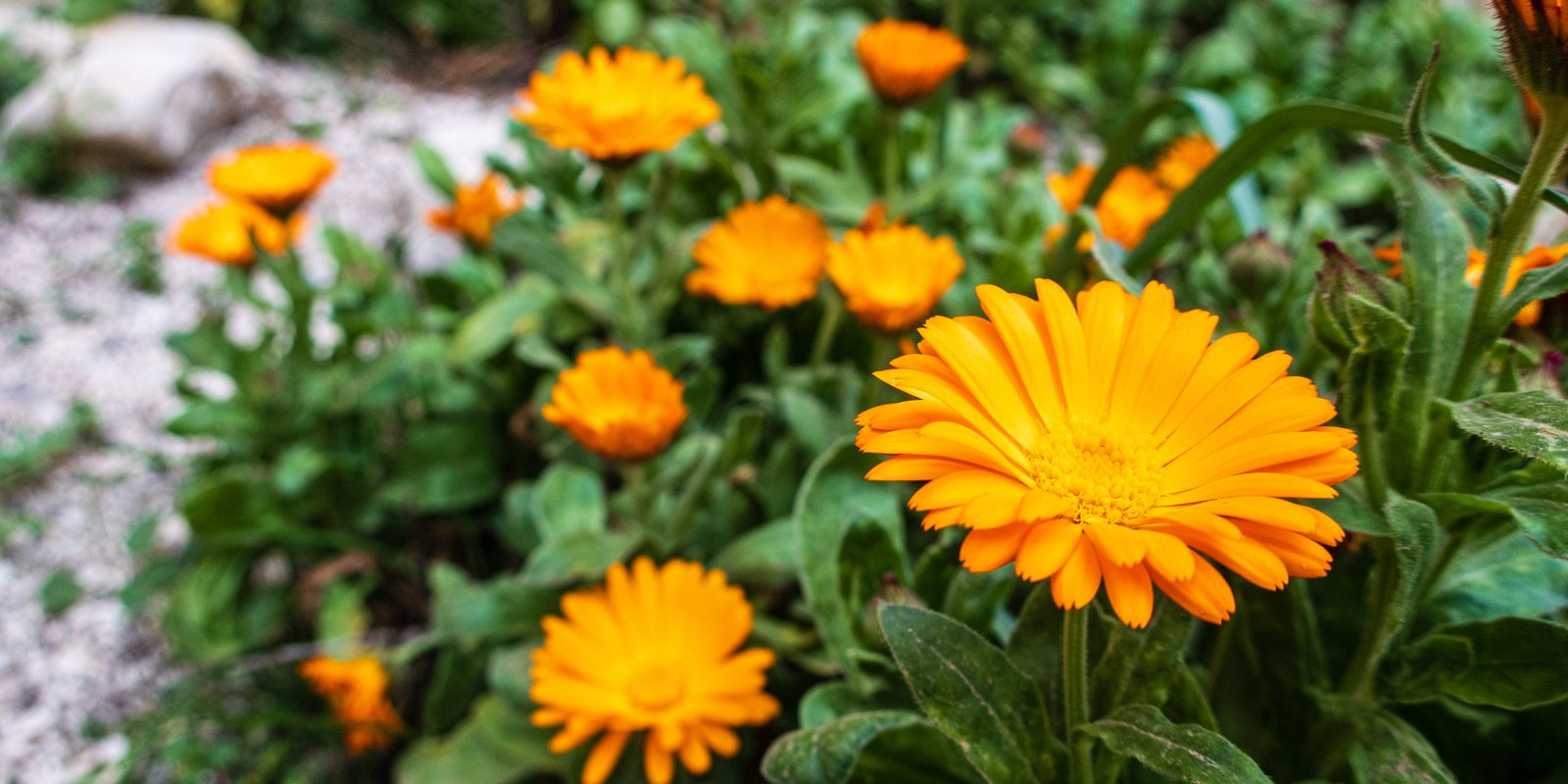 How to Grow Calendula in Australia