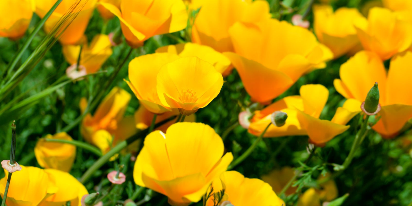 How to Grow Californian Poppies in Australia