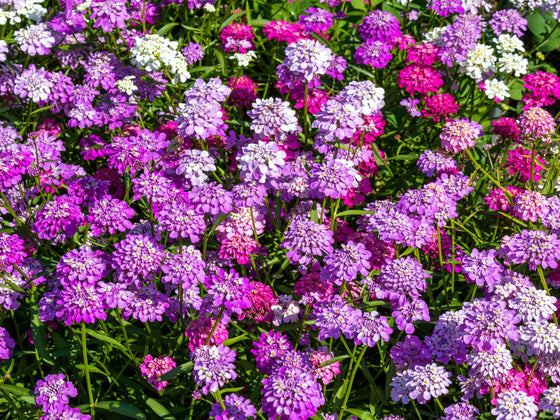 Candytuft