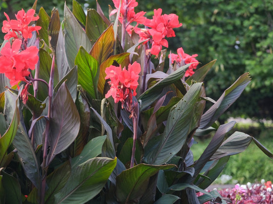 Canna Lily