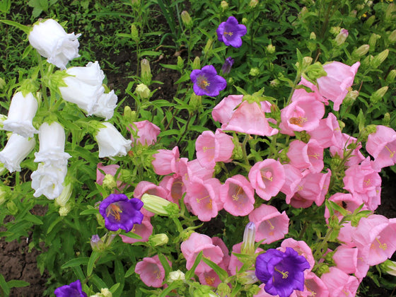 Canterbury Bells