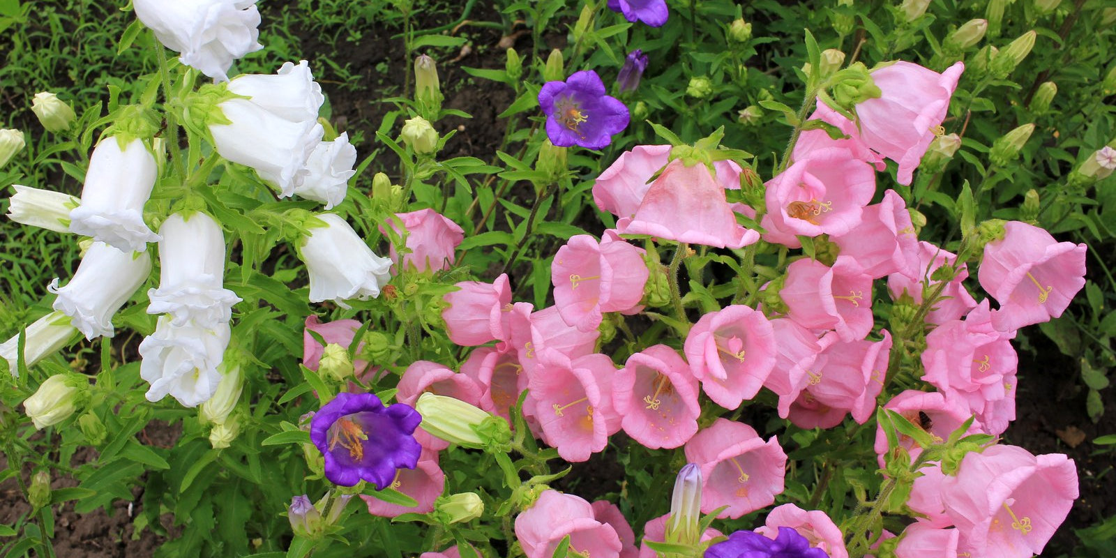 How to Grow Canterbury Bells in Australia