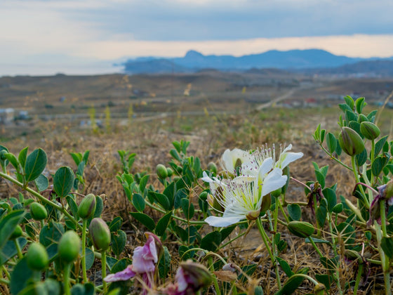 Caper Bush