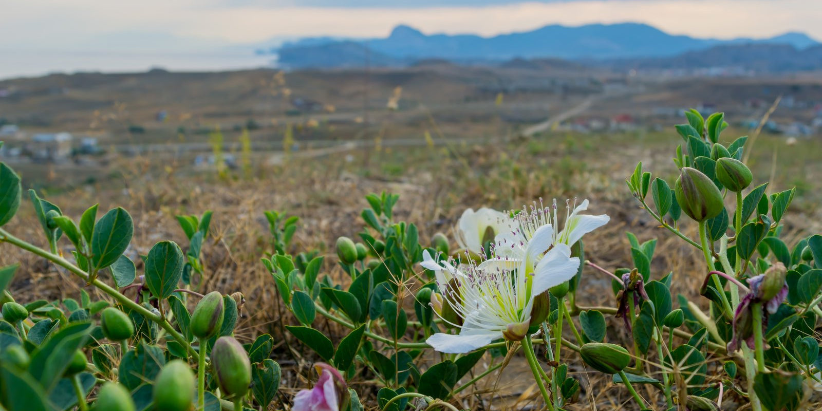 How to Grow Capers in Australia