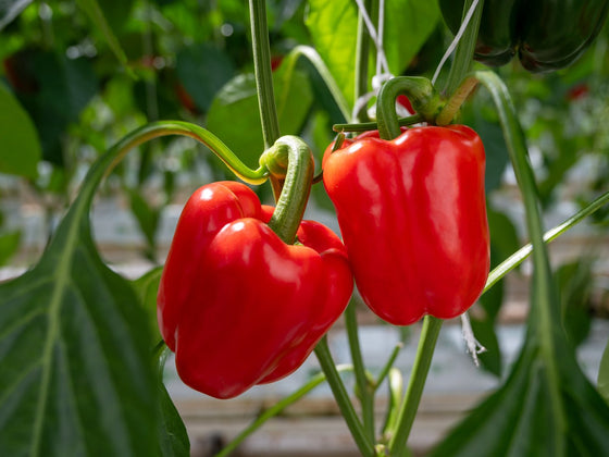 Capsicum