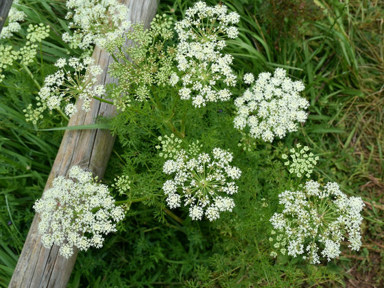 Caraway