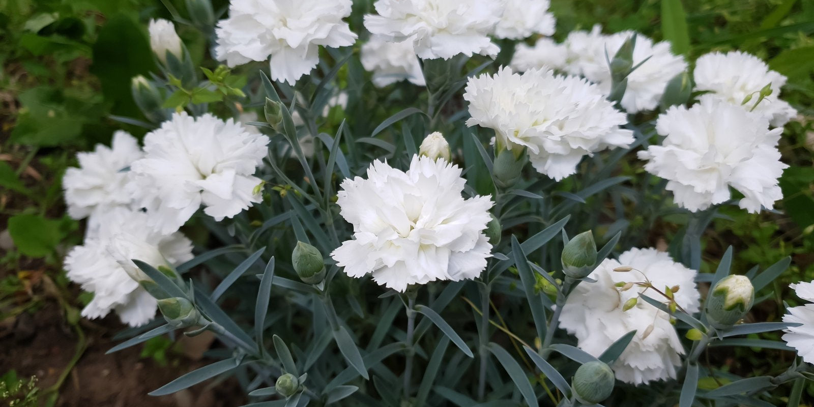 How to Grow Carnations in Australia
