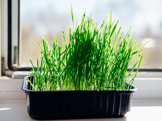 Cat Grass
