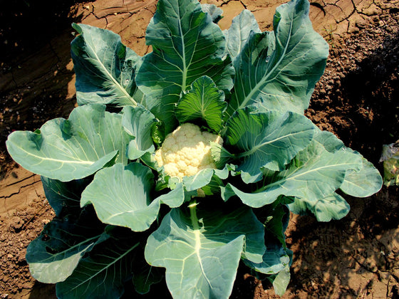 Cauliflower