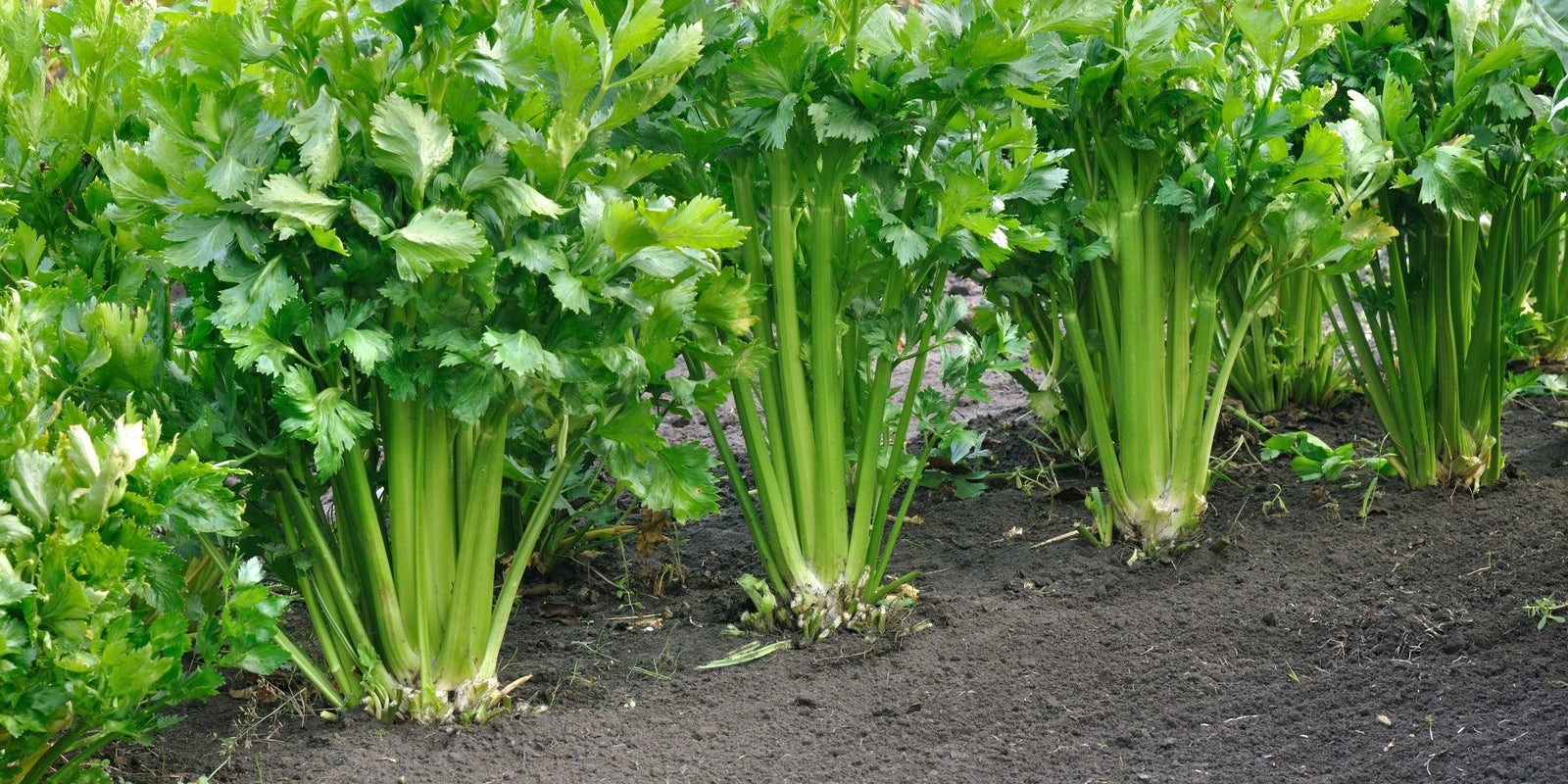 How to Grow Celery in Australia