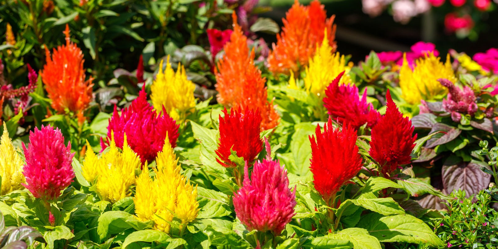 How to Grow Celosia in Australia