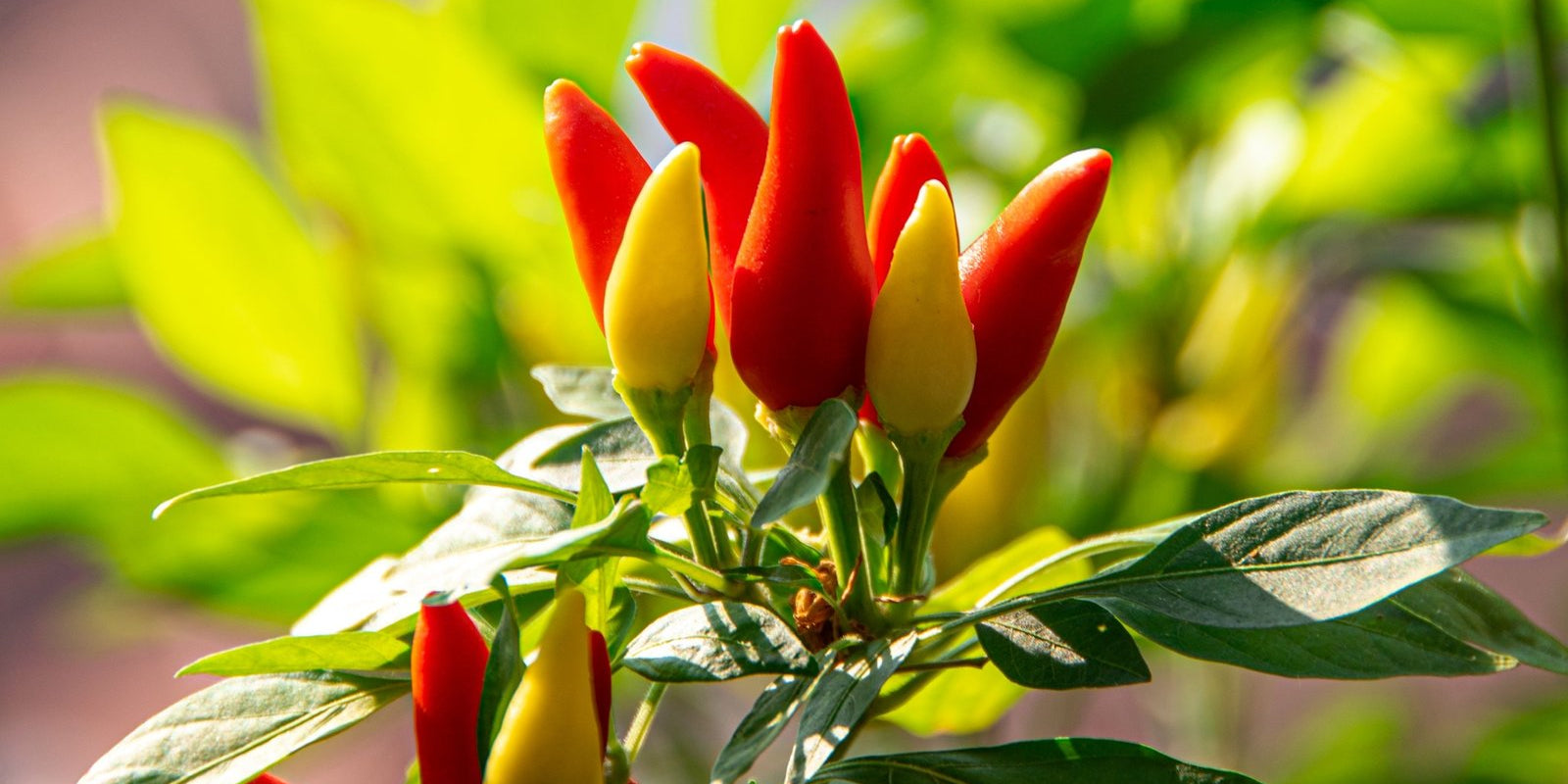 How to Grow Chillies in Australia