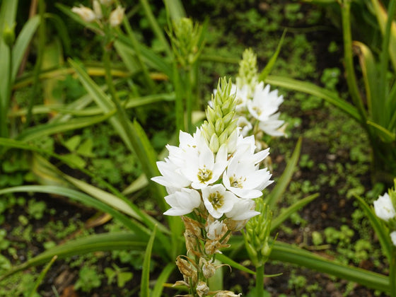 Chincherinchee