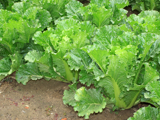 Chinese Cabbage