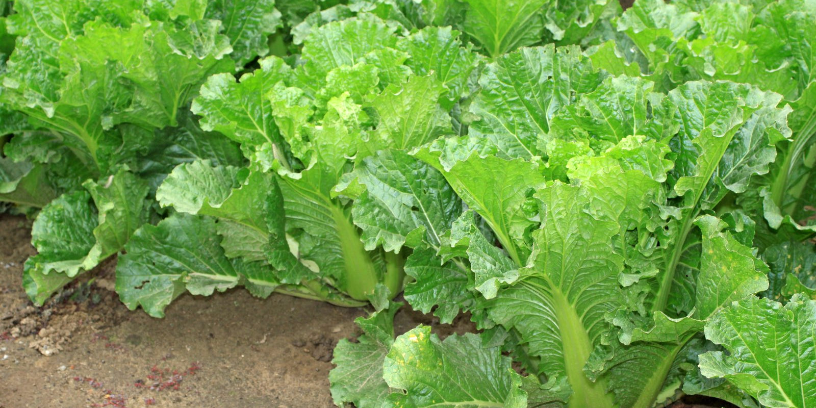 How to Grow Chinese Cabbage in Australia