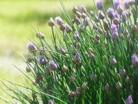 Chives