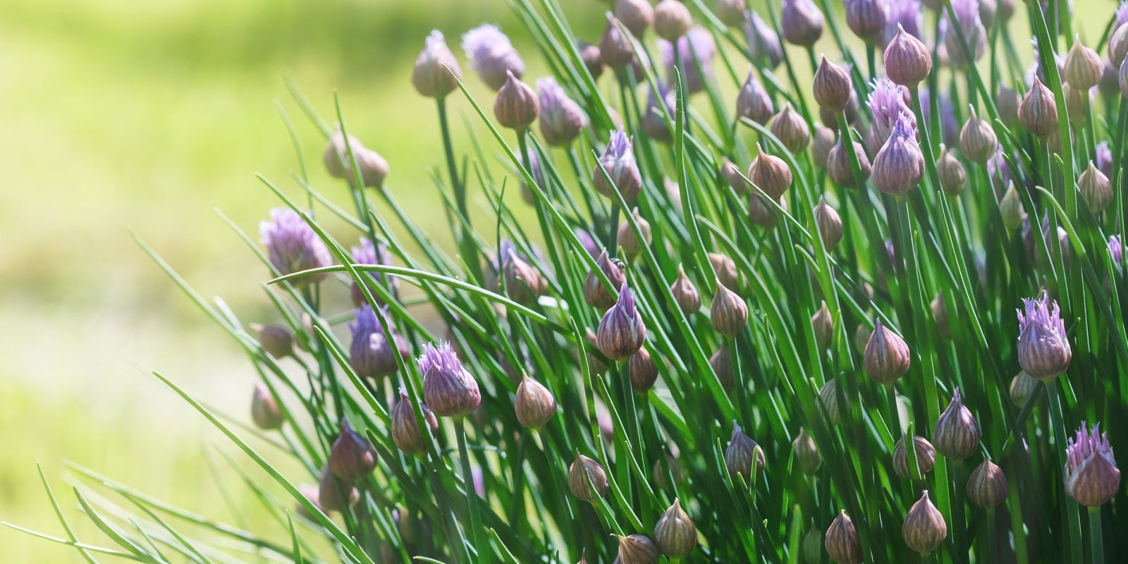 How to Grow Chives in Australia
