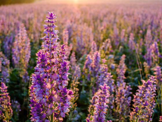 Clary Sage