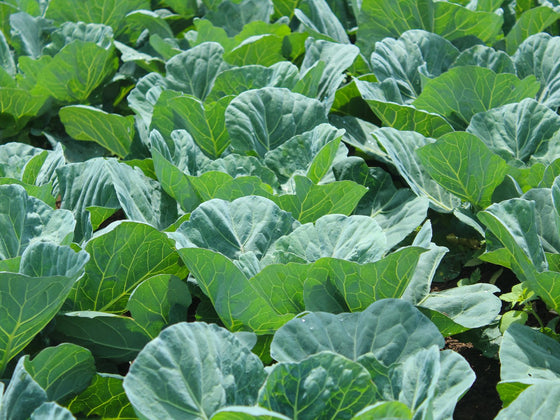 Collards