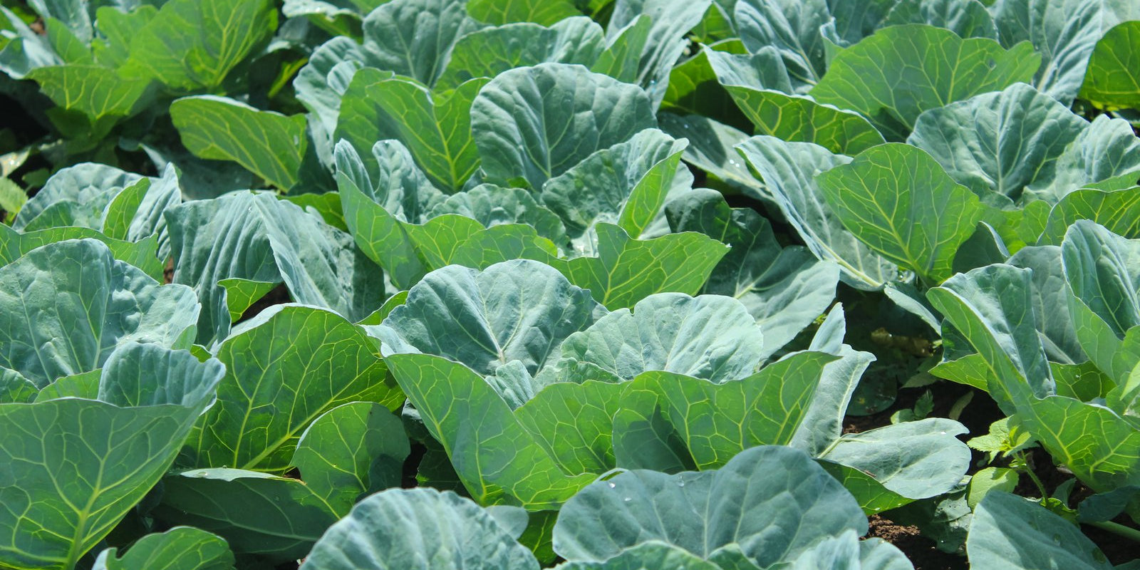 How to Grow Collards in Australia