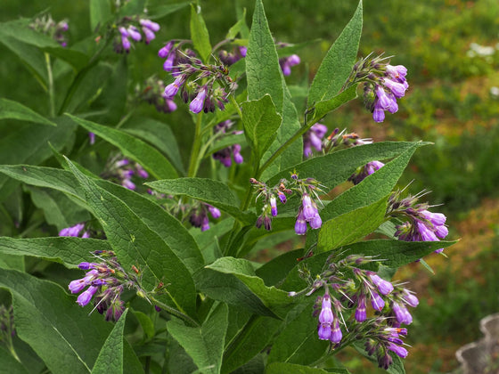Comfrey