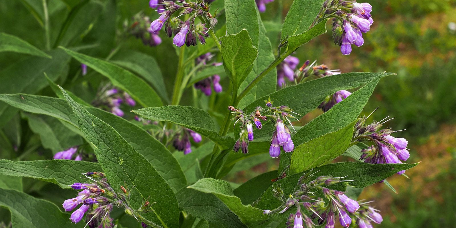 How to Grow Comfrey in Australia