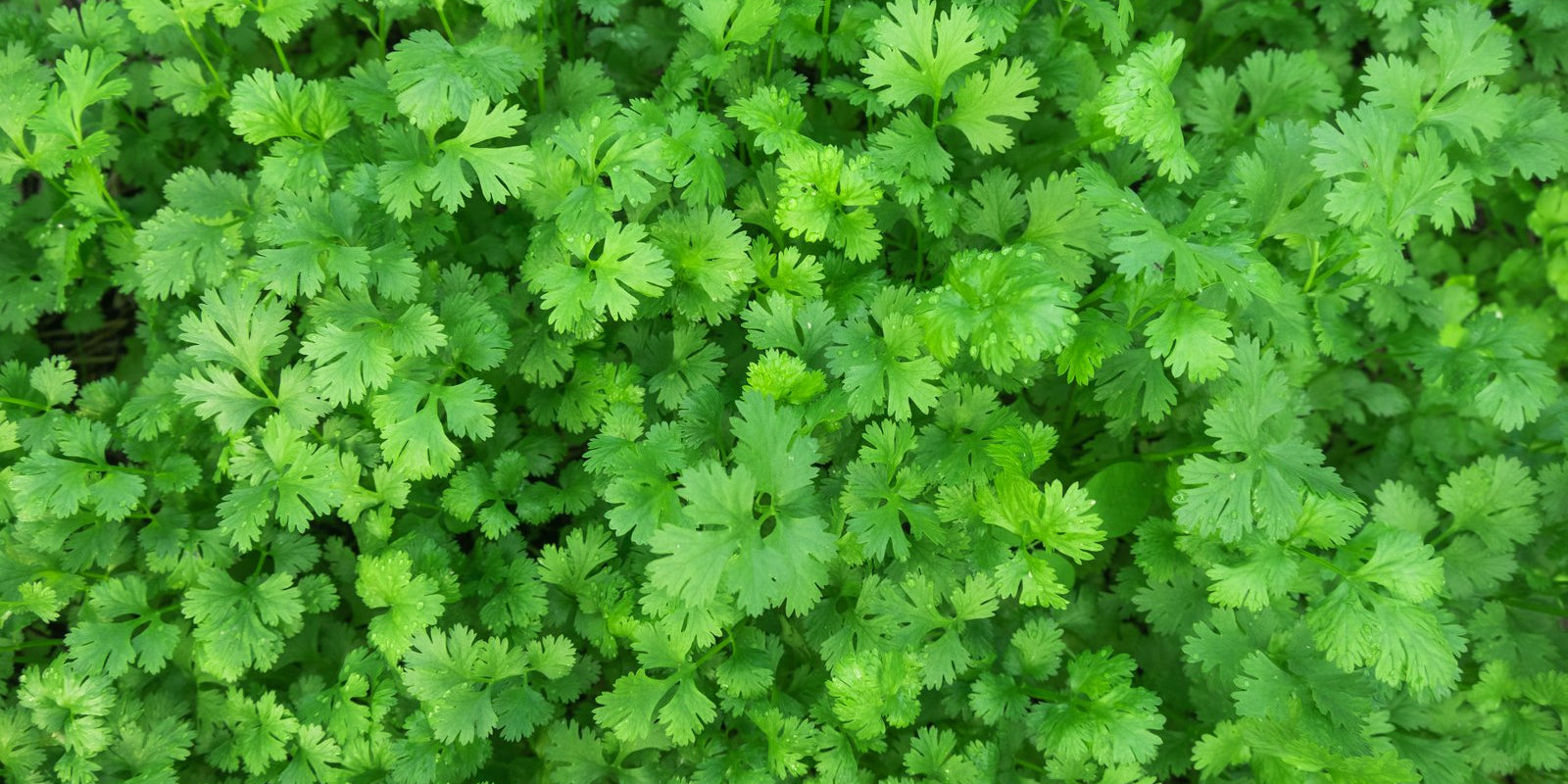 How to Grow Coriander in Australia