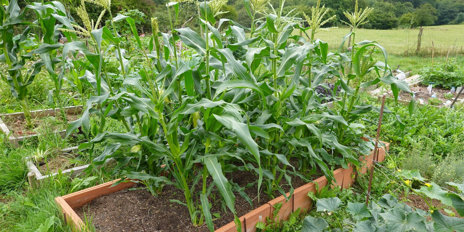 How to Grow Corn in Australia