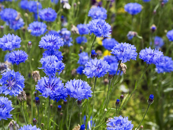 Cornflower