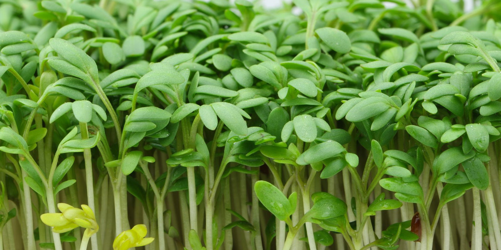 How to Grow Cress in Australia