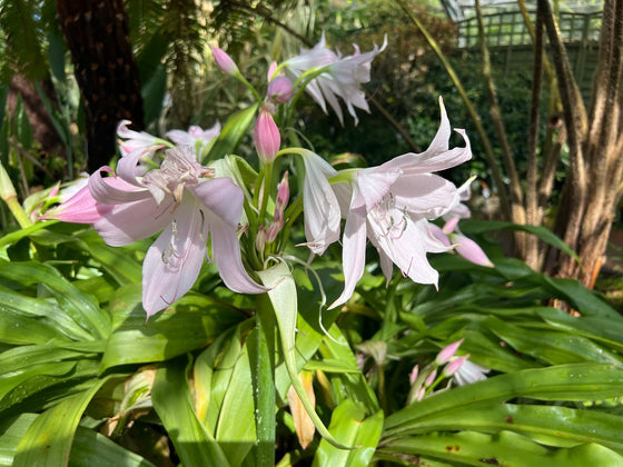 Crinum