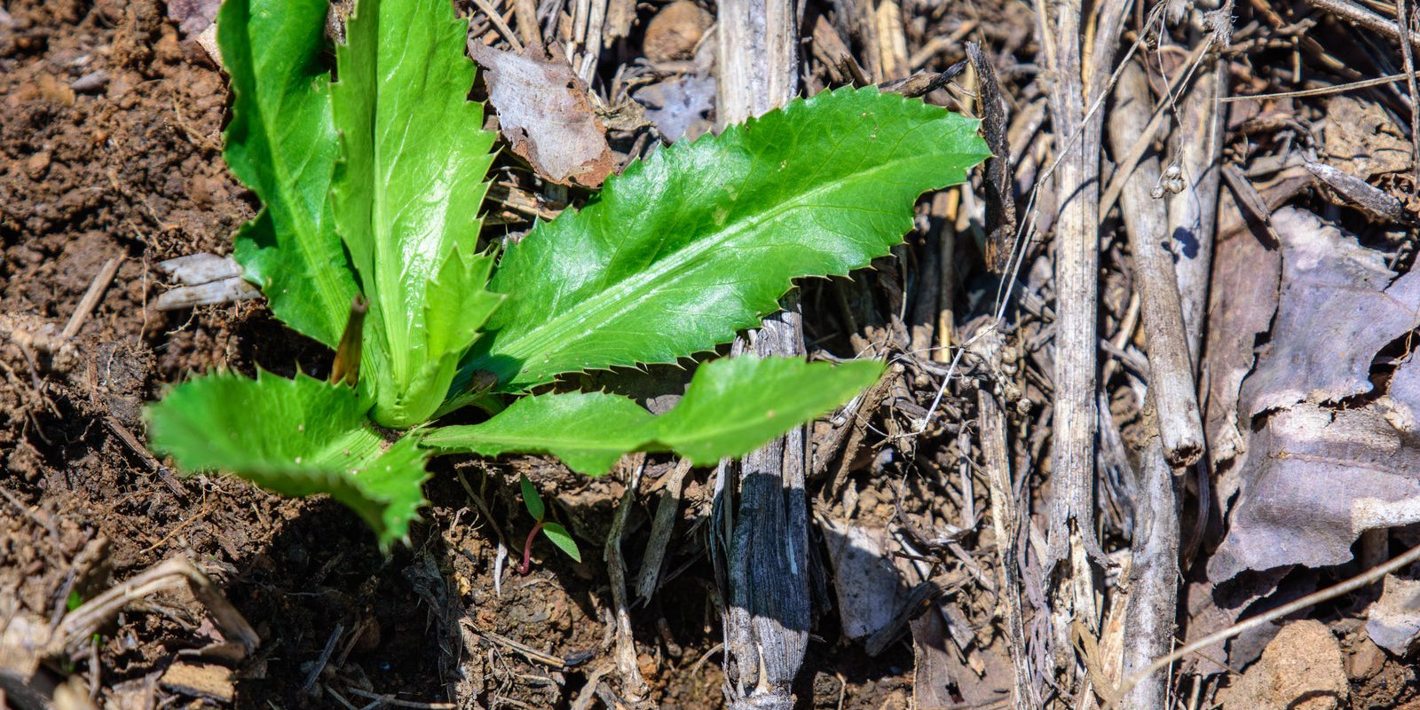 How to Grow Culantro in Australia