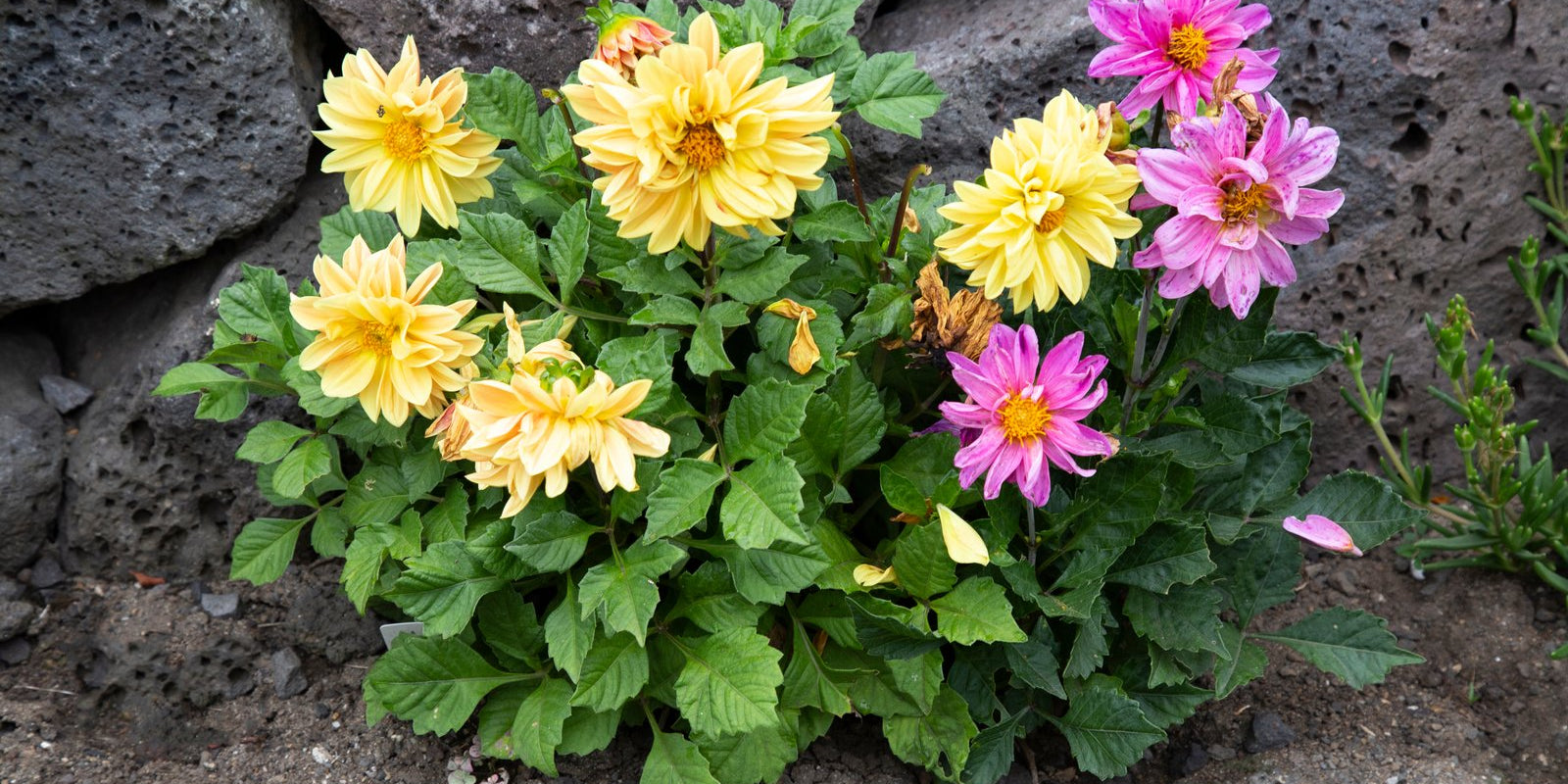 How to Grow Dahlias in Australia