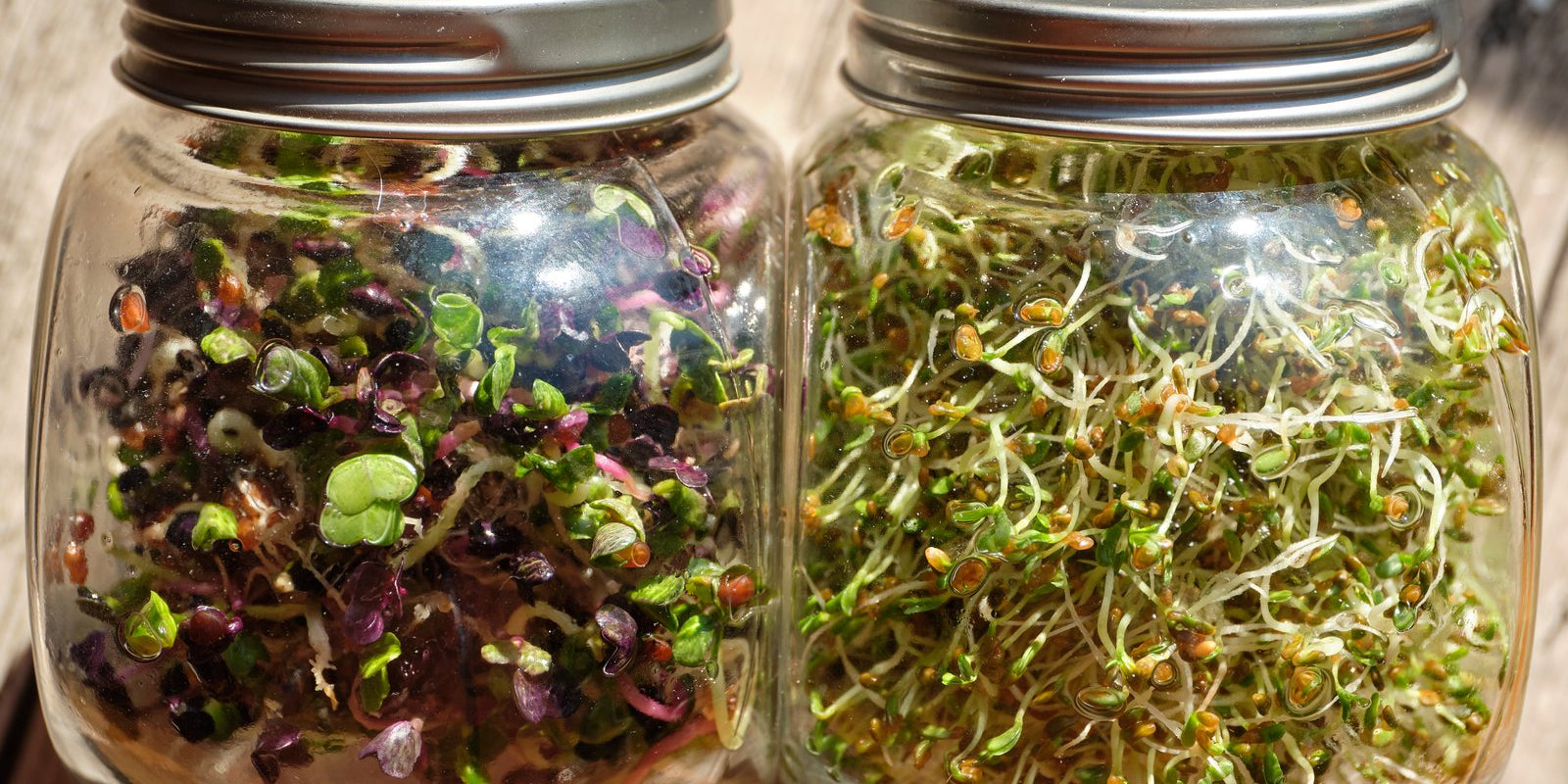 How to Grow Daikon Radish Sprouts in Australia