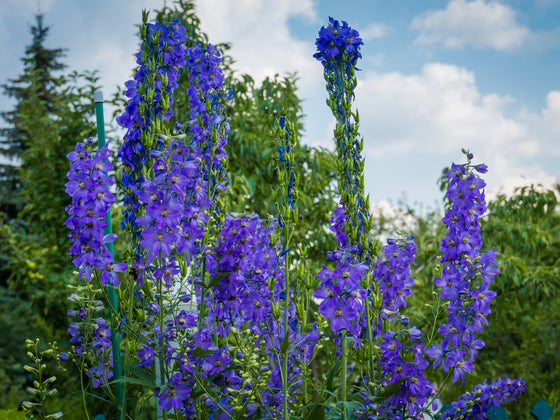 Delphinium