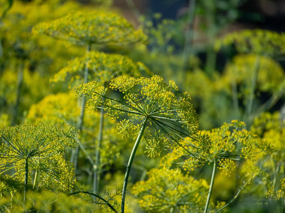 Dill