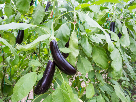 Eggplant