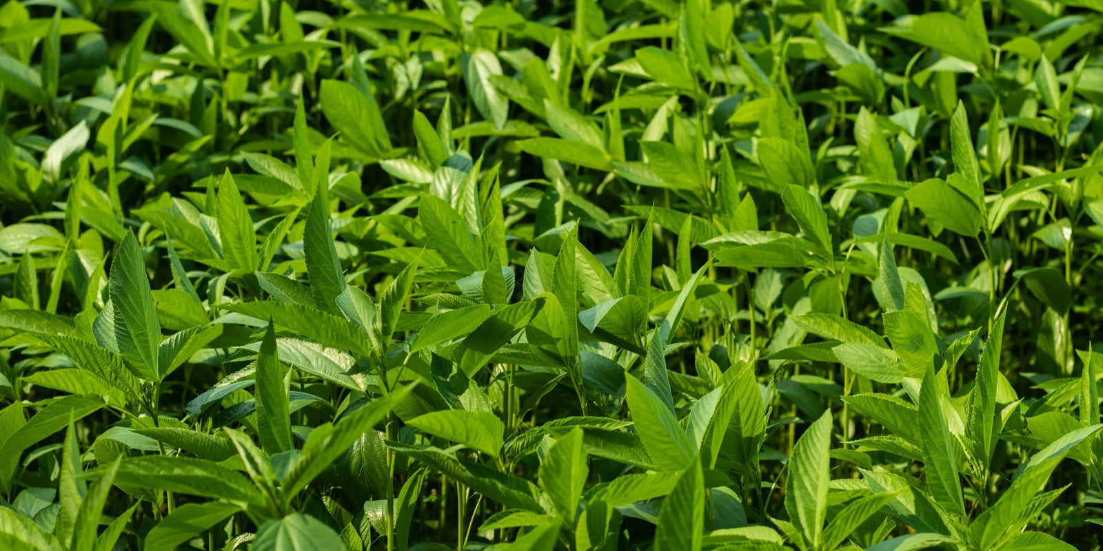 How to Grow Egyptian Spinach in Australia