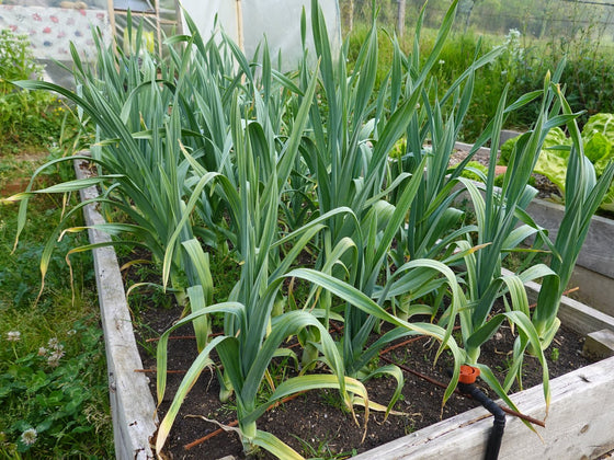 Elephant garlic