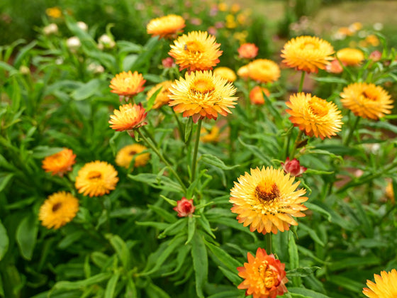 Everlasting Daisy