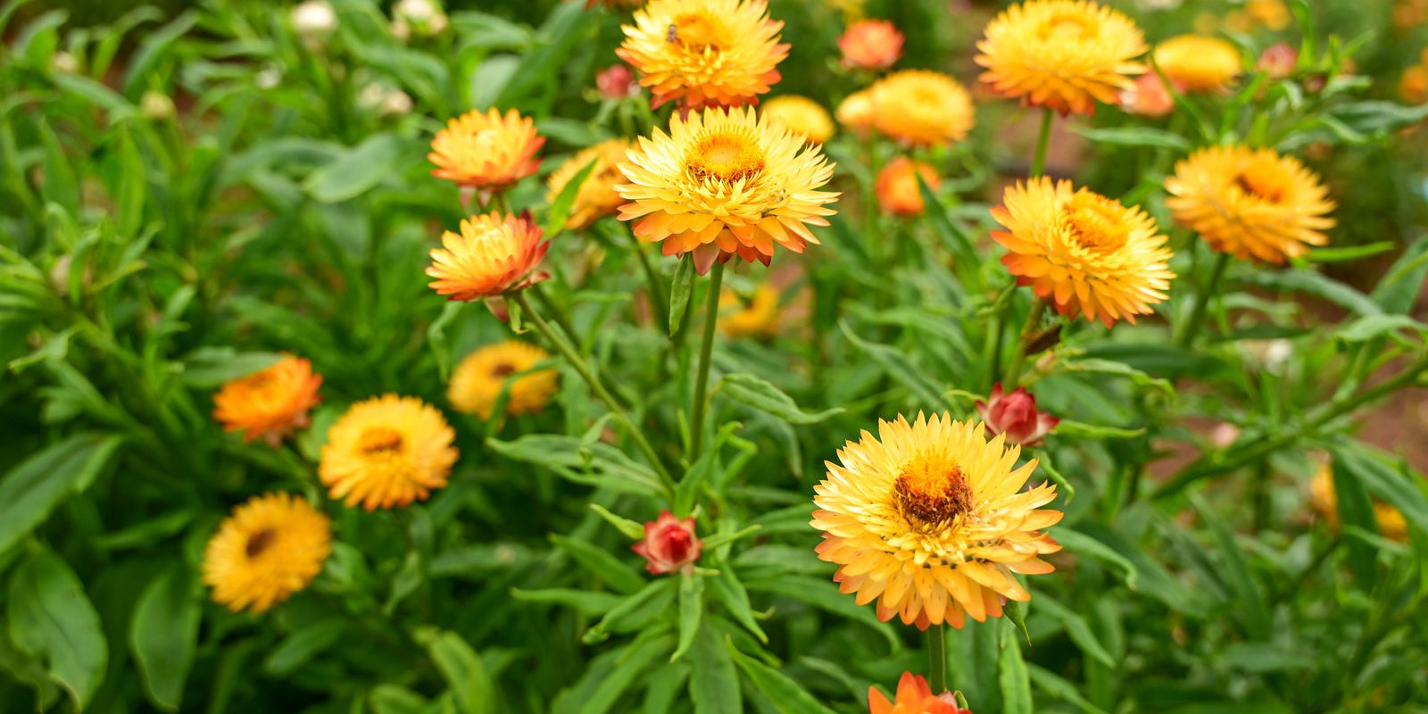 How to Grow Everlasting Daisies in Australia