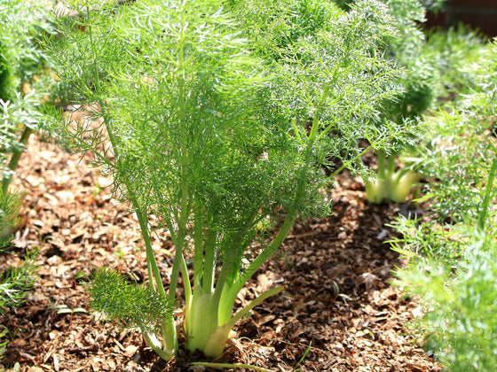 Fennel