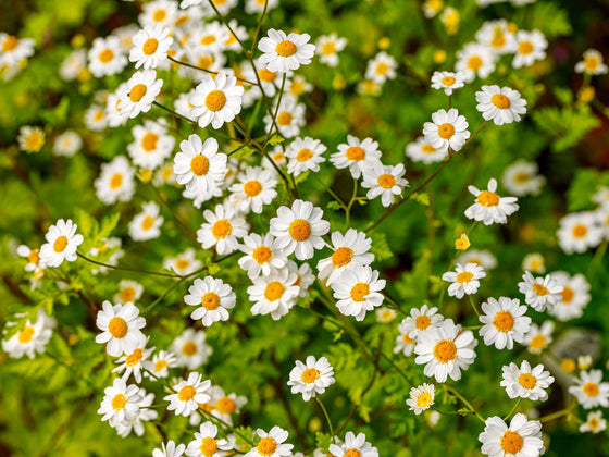 Feverfew