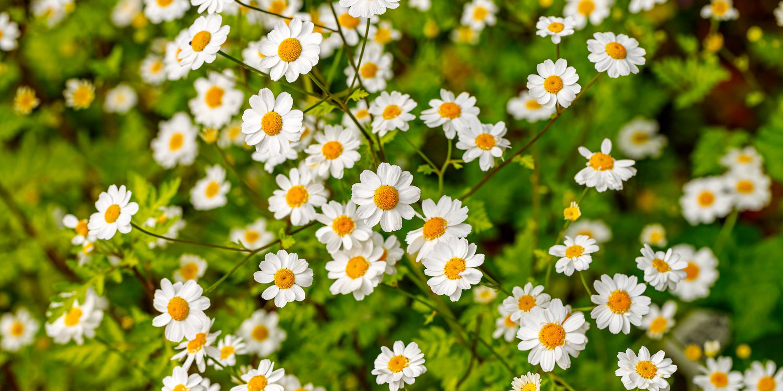 How to Grow Feverfew in Australia