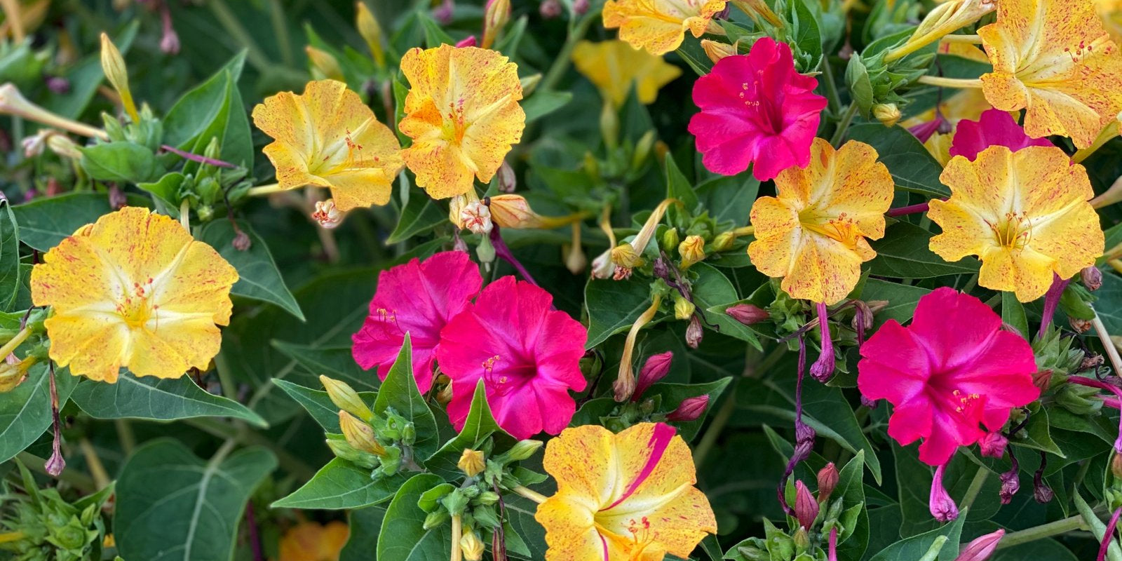 How to Grow Four O'Clocks in Australia