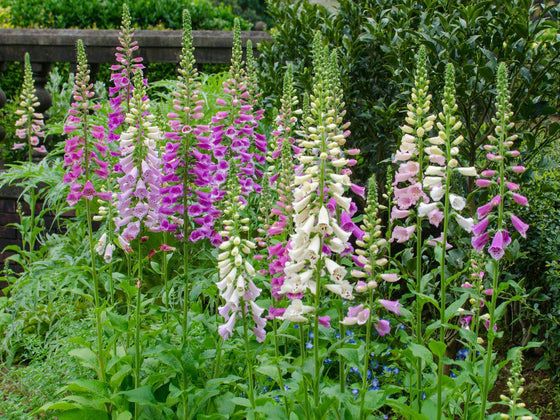 Foxglove