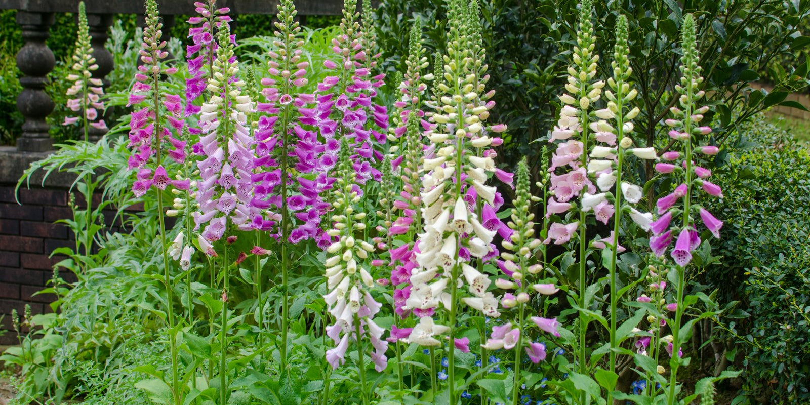 How to Grow Foxgloves in Australia